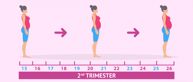 Imagen: 2nd trimester