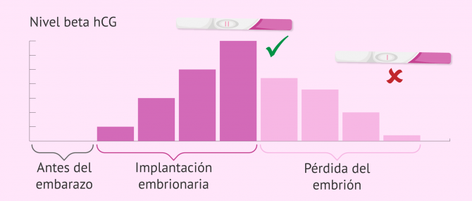 Imagen: Implantación embrionaria