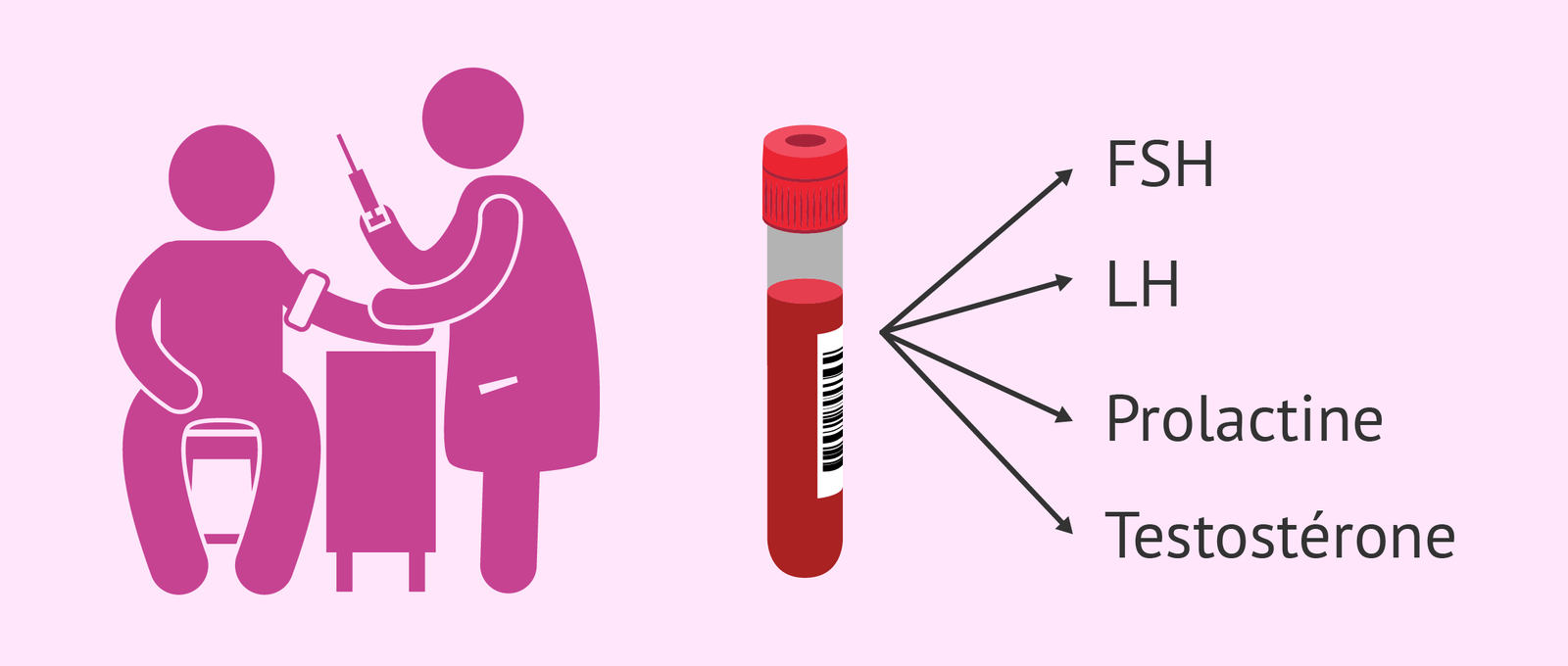 Imagen: Étude hormones de l'homme