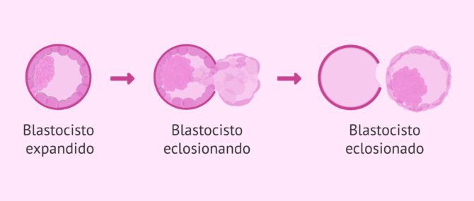 Imagen: Embrión haciendo hatching