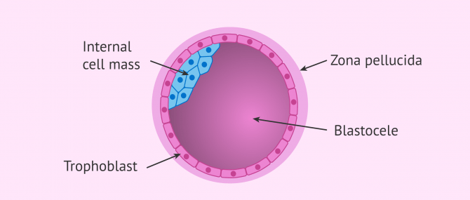 Imagen: Structure of embryo in the blastocyst stage