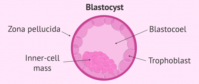 Imagen: Embryo in blastocyst stage