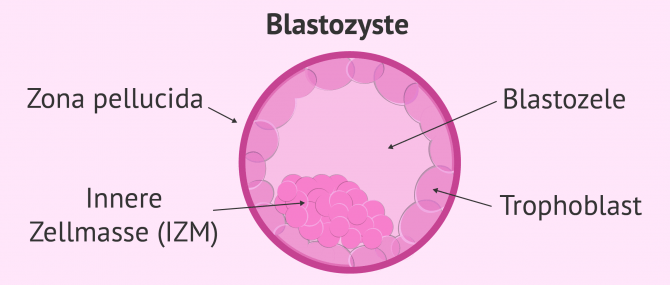 Imagen: Der Embryo im Blastozystenstadium