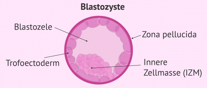 Imagen: Embryostadium: Blastozyste