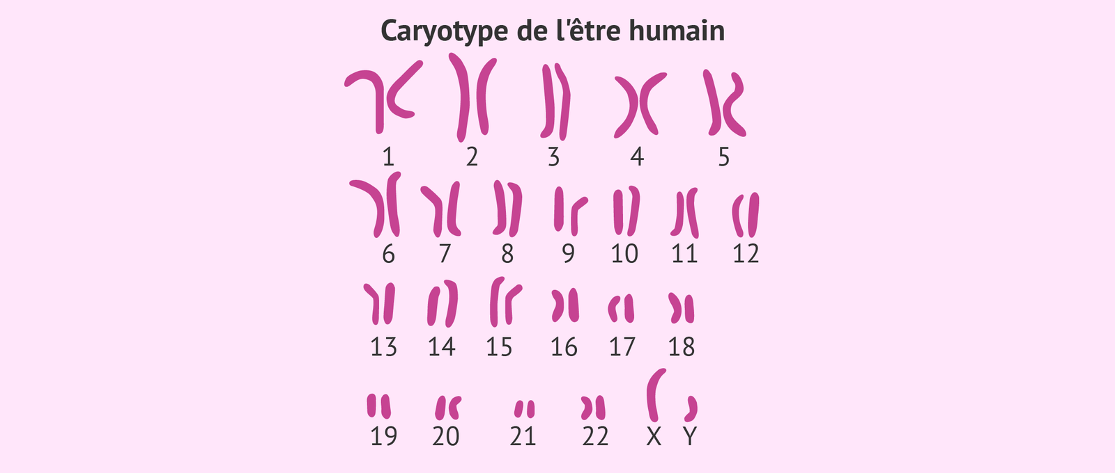 Imagen: Le caryotype masculin