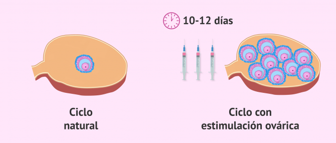 Imagen: Ciclo natural vs ciclo estimulado