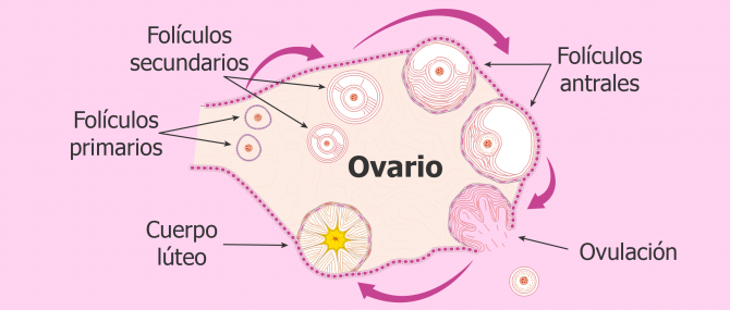 Desarrollo folicular natural