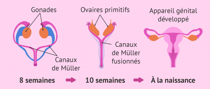 Développement de l'appareil reproducteur féminin