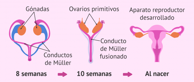 Imagen: Diferenciación órganos sexuales femeninos