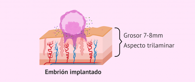Imagen: Características para la implantación embrionaria