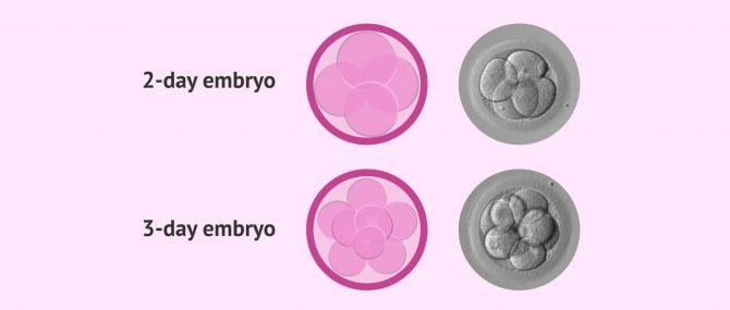 Imagen: Embryos on day 2 and 3 of development
