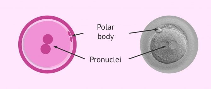 Imagen: Zygote on day 1