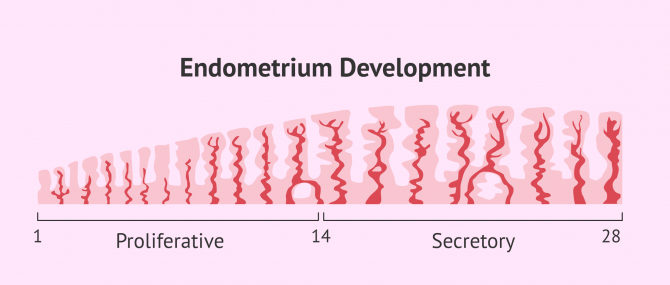 Imagen: Endometrial growth