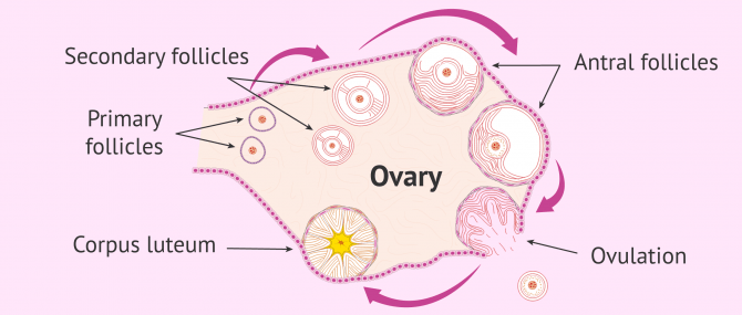 Imagen: follicular development