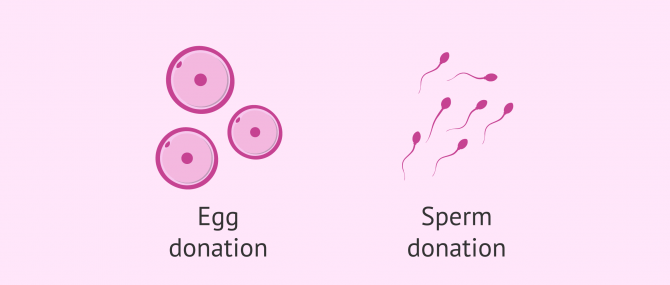 Imagen: Gamete donation: Egg and Sperm