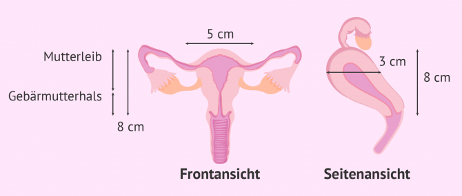 Imagen: Maße einer normalen Gebärmutter