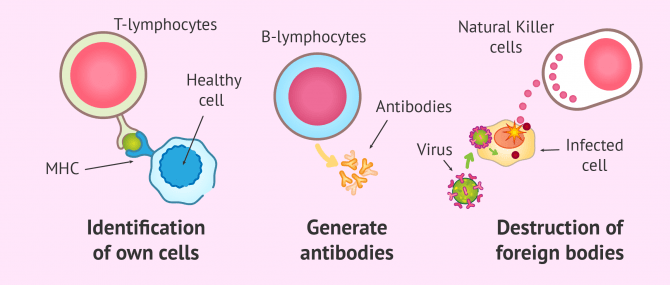 Imagen: immune system