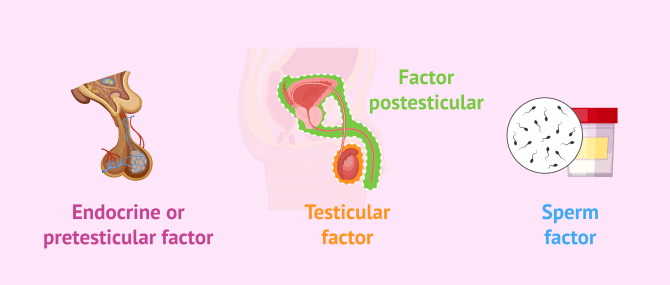 Imagen: Factors that provoce sterility in men