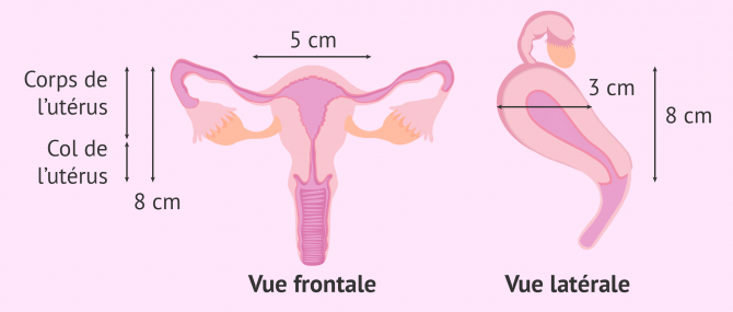 Mesures de l'utérus normal