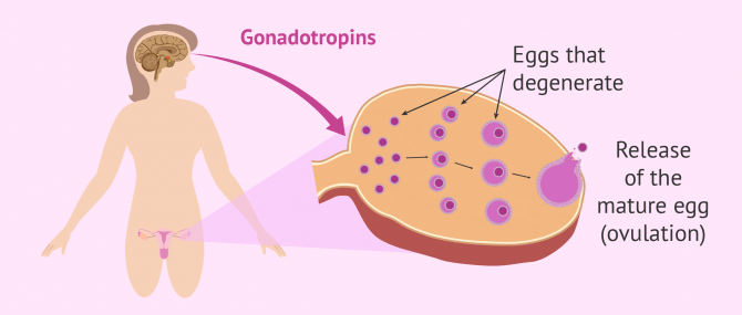 Imagen: Ovulation 