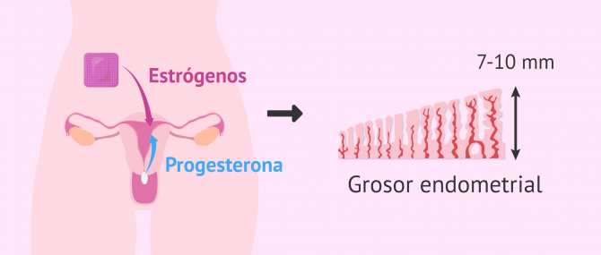 Imagen: Preparación del endometrio en la FIV