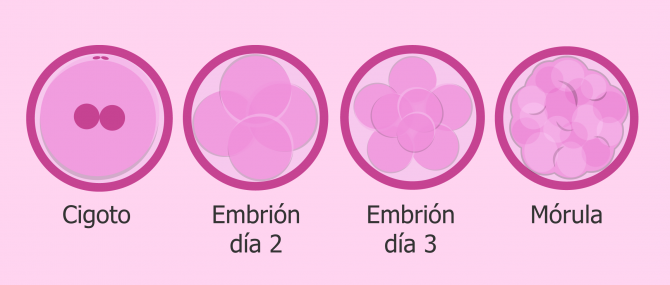 Primeras etapas del desarrollo del embrión