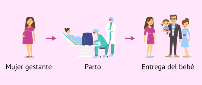 Imagen: Proceso de gestación subrogada