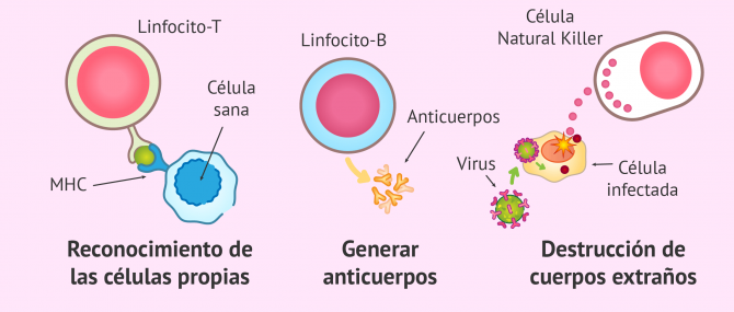 Imagen: Producción de autoanticuerpos
