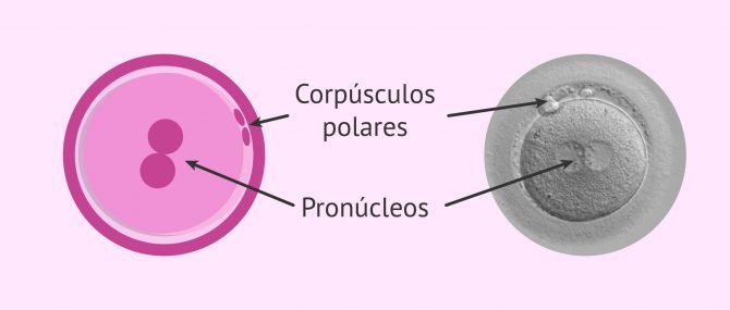 Imagen: Zigoto en día 1