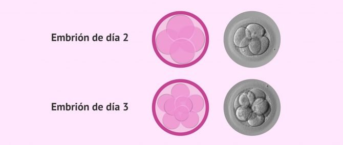 Imagen: Embriones en día 2 y 3 de desarrollo