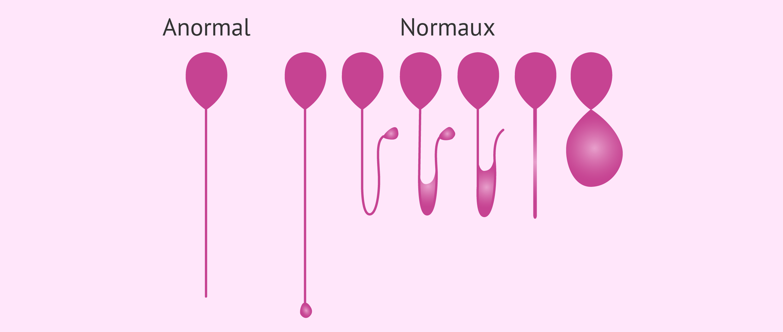 Imagen: Test hypo-osmotique