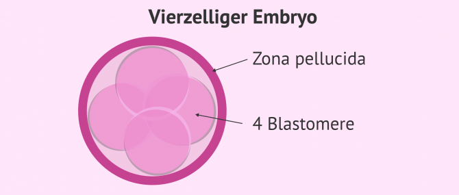Imagen: Embryostadium: Vierzelliger Embryo