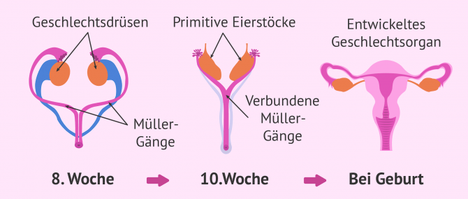 Imagen: Entwicklung des weiblichen Fortpflanzungsorgans