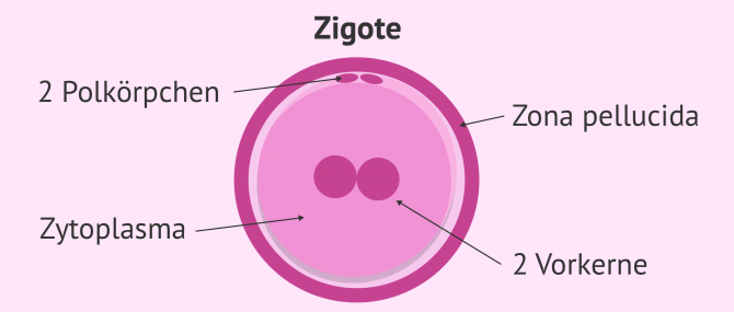 Imagen: Embryostadium: Zygote