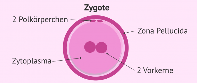 Imagen: Zygotenstadium